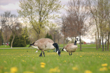 Canadian geese on spring