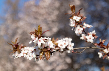Spring signs as flowering beautiful tree in bright sun shooted in Jastrzebie-Zdroj, Poland