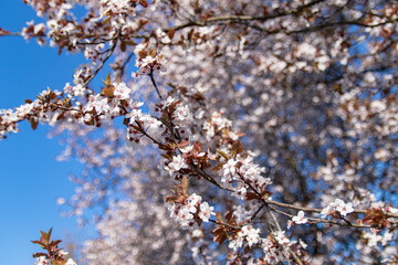 Spring signs as flowering beautiful tree in bright sun shooted in Jastrzebie-Zdroj, Poland
