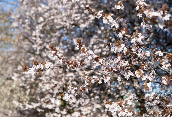 Spring signs as flowering beautiful tree in bright sun shooted in Jastrzebie-Zdroj, Poland