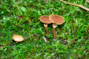 In the Russian forest.