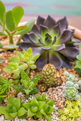 Succulent plants gain prominence in the decoration of urban jungles with varied colors and different species. Image with selective focus.