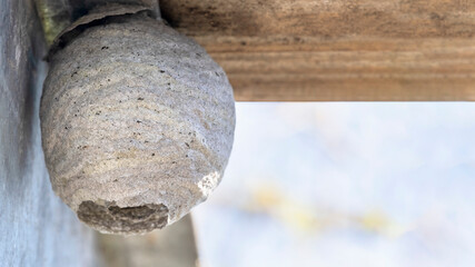 wasp nest close up