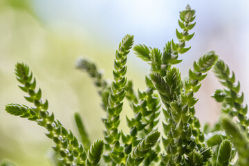 Succulent plants gain prominence in the decoration of urban jungles with varied colors and different species. Image with selective focus.