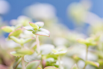 Succulent plants gain prominence in the decoration of urban jungles with varied colors and different species. Image with selective focus.