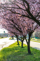 Obraz premium Spring signs as flowering beautiful tree in bright sun shooted in Jastrzebie-Zdroj, Poland