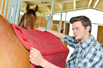 Equestrian worker putting blanket on horse