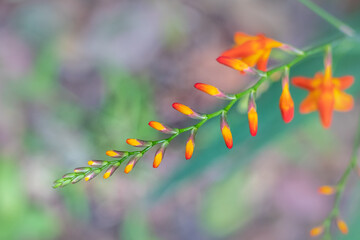 Stunning delicate and colorful flowers fill the spring season with life. Image with selective focus.