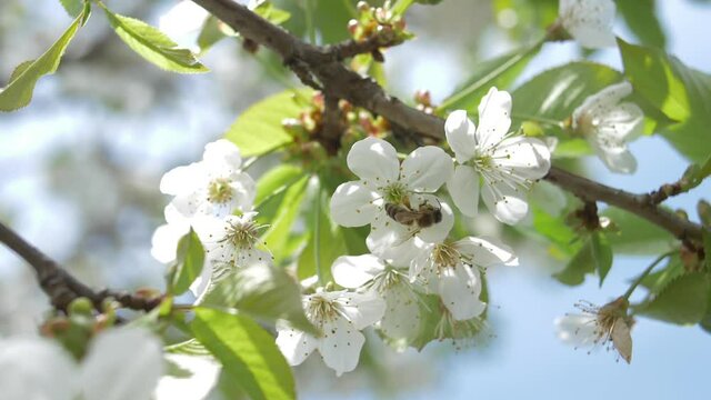 Bee Pollinating Flowers Of Cherry Tree