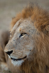 Large male lion seen on a safari in South Africa