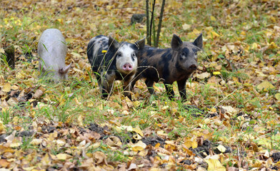 Three wild pigs in the autumn forest