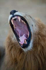 Large male lion seen on a safari in South Africa