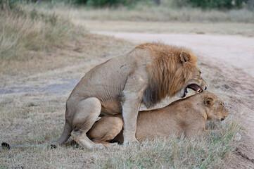 Fototapeta na wymiar Wild mating lions seen on a safari in South Africa