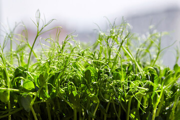 Microgreens shoots, pea micro greens on blurred background