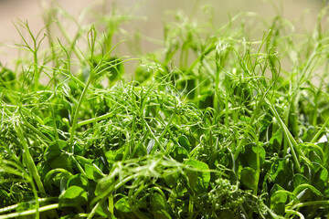 Microgreens shoots, pea micro greens on blurred background