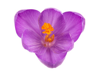 Crocus flower isolated on white background. Close up of saffron flower. Top view.
