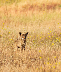 coyote in field of wild mustard