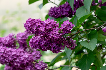 Fototapeta na wymiar A branch of dark purple lilac with large flowers.