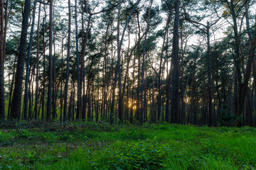Beams of sunlight shining through the pine forest during sunset on a evening with a clear sky during spring in the Netherlands