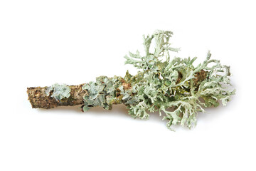 Lichen on a dry twig on a white background. Evernia prunastri, also known as oakmoss.  Oakmoss is used extensively in modern perfumery.