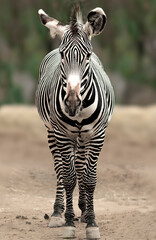 Zebra Isolated Outdoors Onto a Shallow Depth of Field