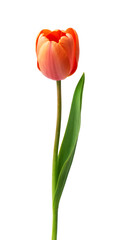 red tulips isolated on white background