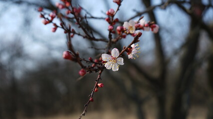 flowers on the tree