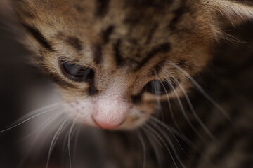 Lovely striped kitten face. Close-up portrait of a young cat.