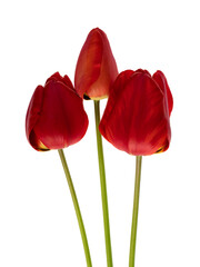 Three tulips with red petals, on a white background in isolation