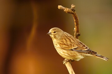 The common linnet (Linaria cannabina) feline sitting on the small branch in morning sun.