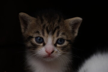 Fototapeta na wymiar small tabby baby kitten closeup portrait in black room