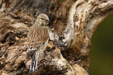 The common linnet (Linaria cannabina) feline sitting on the old branch with a sunflower seed in her beak.