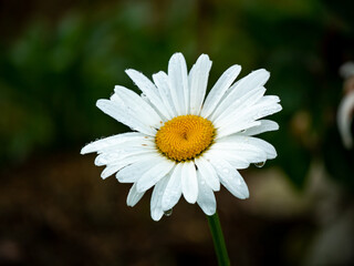 Obraz premium Oxeye Daisy, Dog Daisy or Marguerite (Leucanthemum vulgare) is the Beautiful and Simple Flower with White Petals and Yellow Center in the Middle of a Garden Wet with Dew