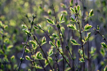 grass in the wind, nacka, sverige, stockholm, sweden