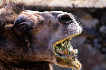 Breakfast Camel