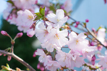 Fototapeta na wymiar branch of blossoming sakura in the spring garden