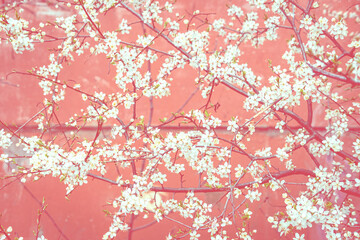 Blooming tree on pink background. Cherry tree in full bloom. Blossoming lush branches with white flowers. Spring, nature awakening concept. Blurred, toned, selective focus. Close up, copy space