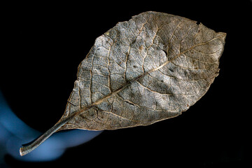leaf on a black background, nacka, sverige, stockholm, sweden