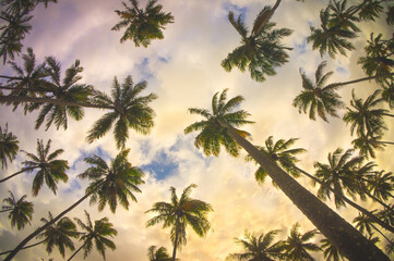 Fototapeta na wymiar palm trees seen from below with colorful sky