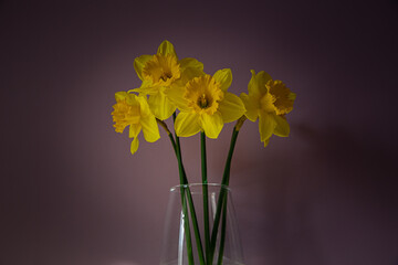 Yellow daffodils in a transparent glass vase against a purple wall. Bouquet with five flowers