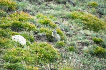 Caucasian Mountain ground squirrel
