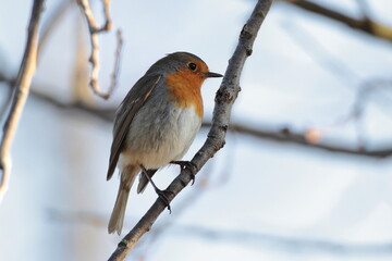 Pettirosso su un ramo