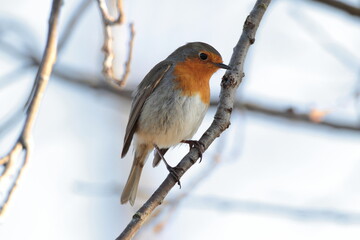 Pettirosso su un ramo