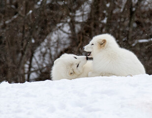 Obraz na płótnie Canvas a pair of Arctic Fox playing in the snow