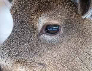 Naklejka premium White-tailed deer eye close-up