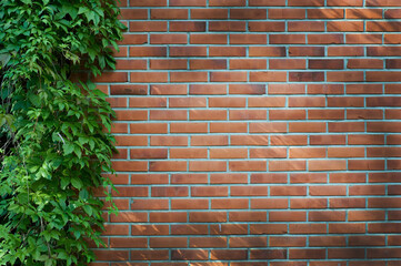 Virginia creeper (Parthenocissus) climbing on red brick wall