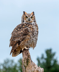 great horned owl