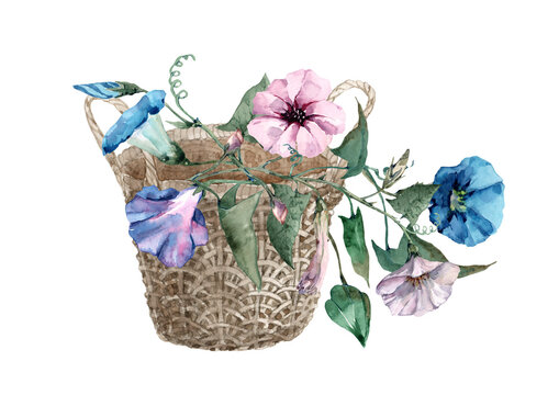 Blue and pink petunia flowers on stems with buds and green leaves in a wicker brown basket. Vintage bouquet. Hand drawn watercolor on white background for design of cards, wedding invitations, banner.