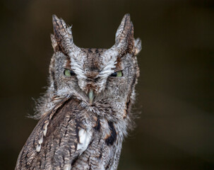 Eastern Screech Owl
