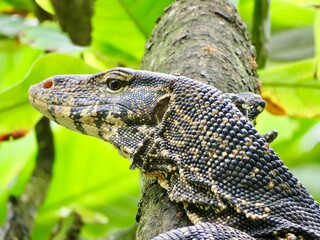 lizard on a tree